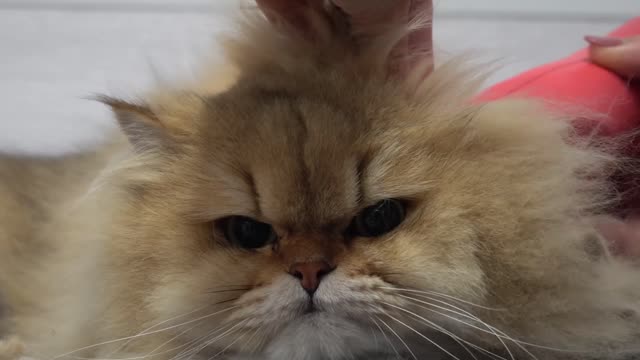 FEROCIOUS cat attacks his groomer