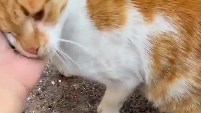 Kitty Jealously Watches Over Friendly Stray