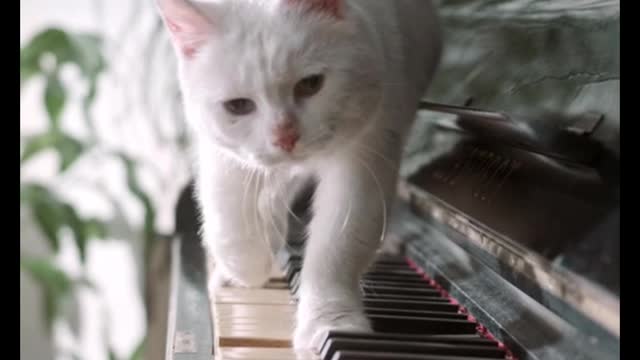 A Cat Walking Over The Piano Keyboard. Viral video...,,....