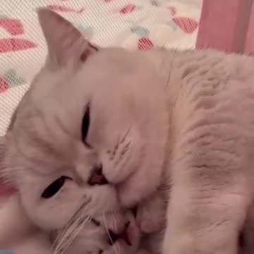 Hey one in a Million love cat ------ Cute kitten hugs puppy _shorts _pets _cats _puppy _dog