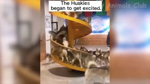 Best Cats and Dogs Funniest Ever 2022