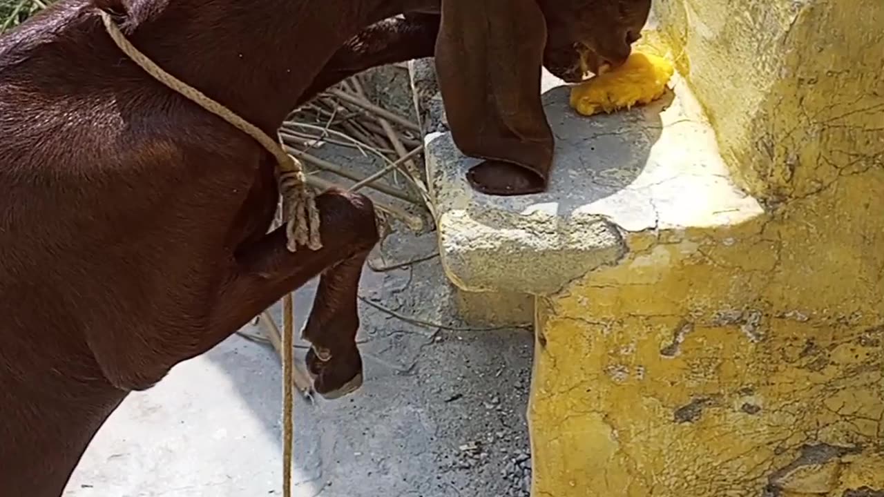 Goat Eating Mango