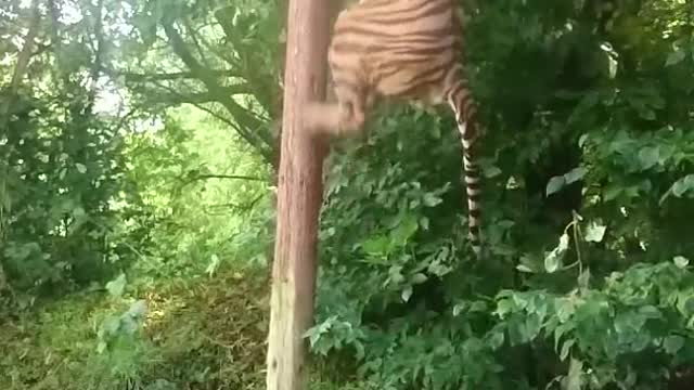 Tiger is very Dengers Animals in forest