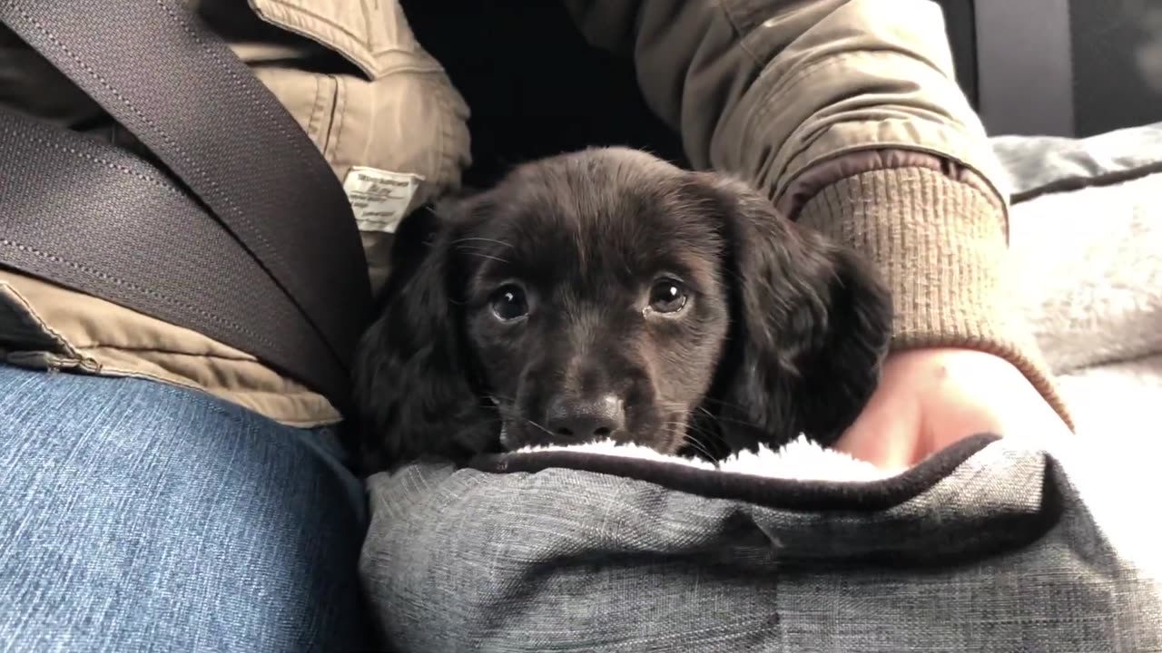 THE CUTEST DACHSHUND (Our New Puppy)!