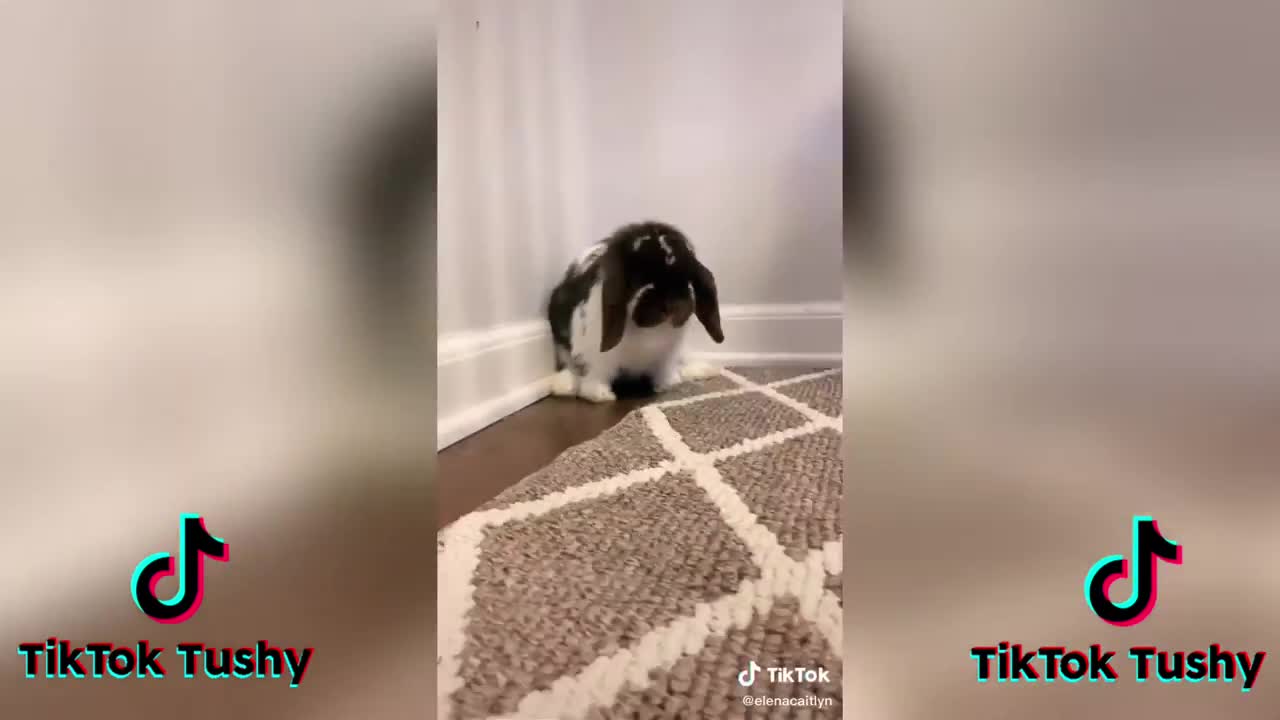 TheCUTESTBunniesonTikTokBunnyCOMPILATIONp6