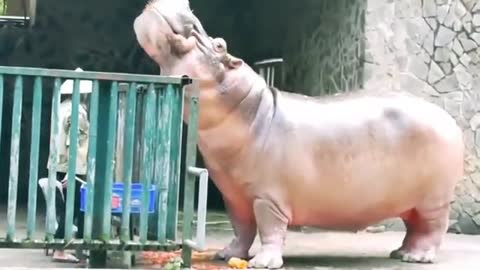 Top 10 most dangerous animals in the world