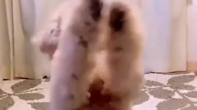 Dog funny videos