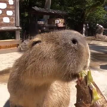 Capybara eating Bamboo