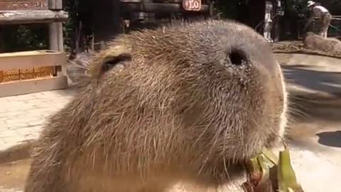 Capybara eating Bamboo