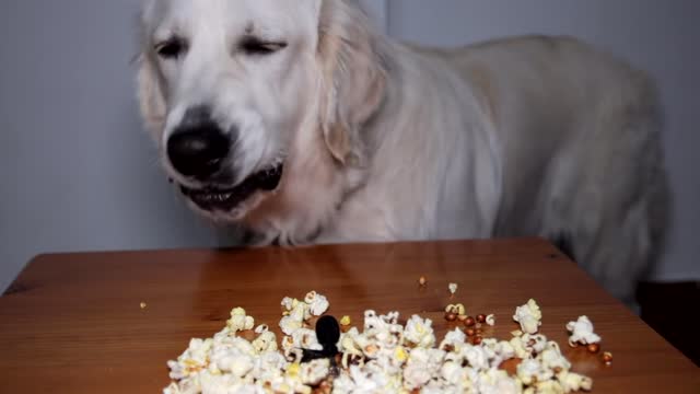 ASMR Dog Eating Popcorn Funny Dog Bailey