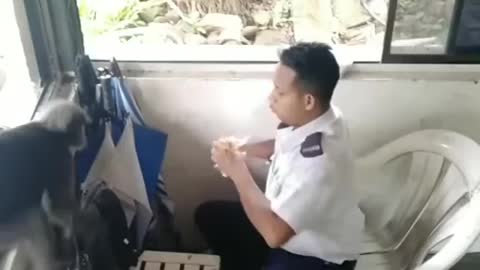 Funny human and monkey