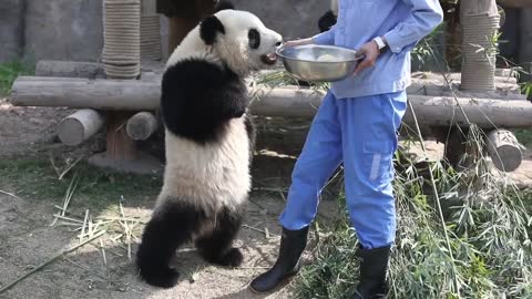 Xue Bao, the giant Panda