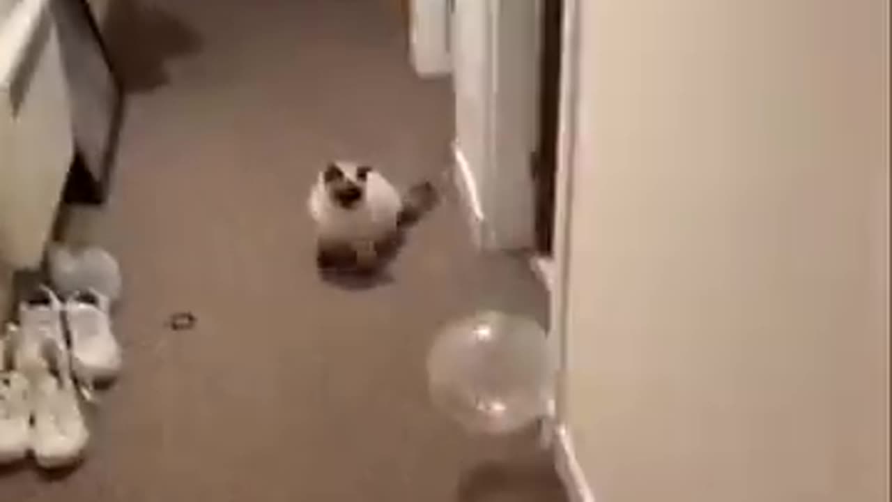 Funny animals 🤣🤣🤣// cats and dogs animal funny video 🤣// # short