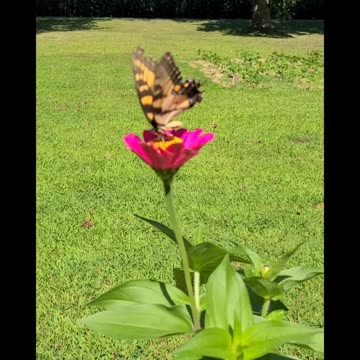 The Swallowtail Butterfly 🦋