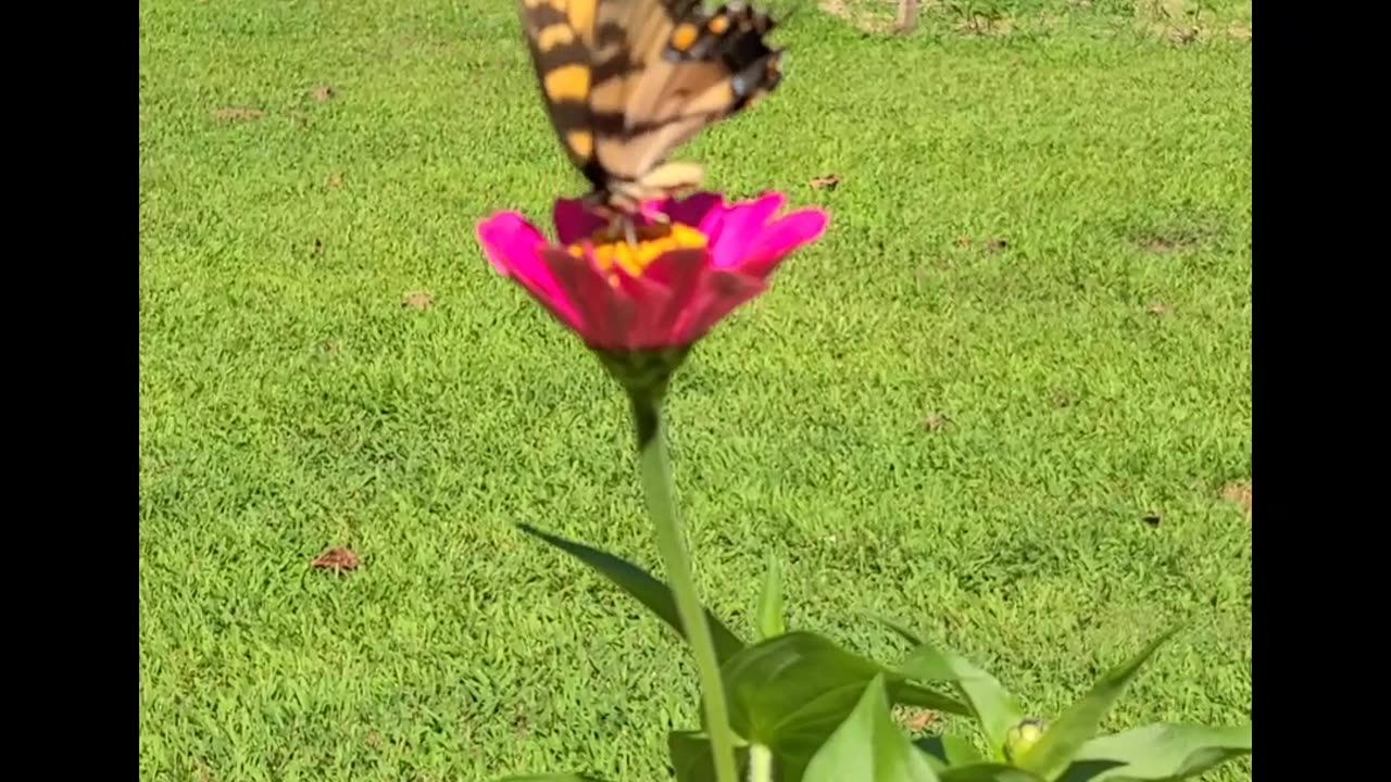 The Swallowtail Butterfly 🦋