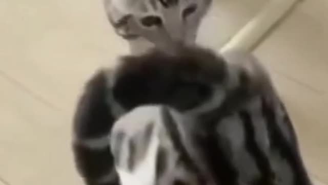 New funny cat videos π cute cat videos πnew trending videos