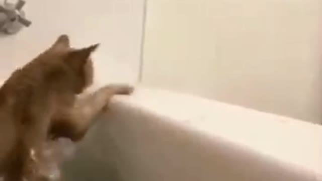 Watch more of Funniest Animals Ever!