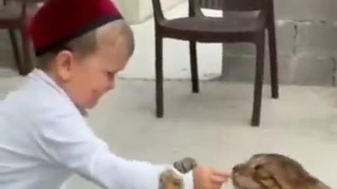 Cute and funny cats