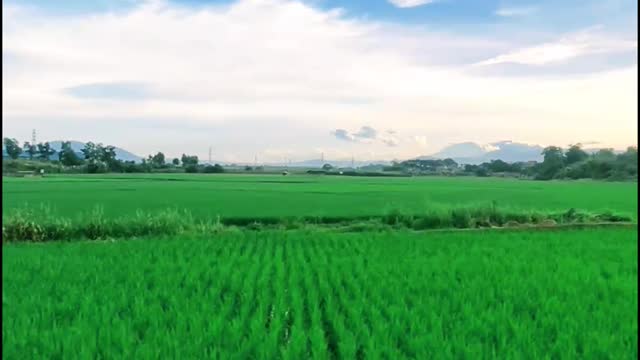 village rice field view