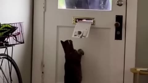 CAT FUNNY REACTIONS PART 2