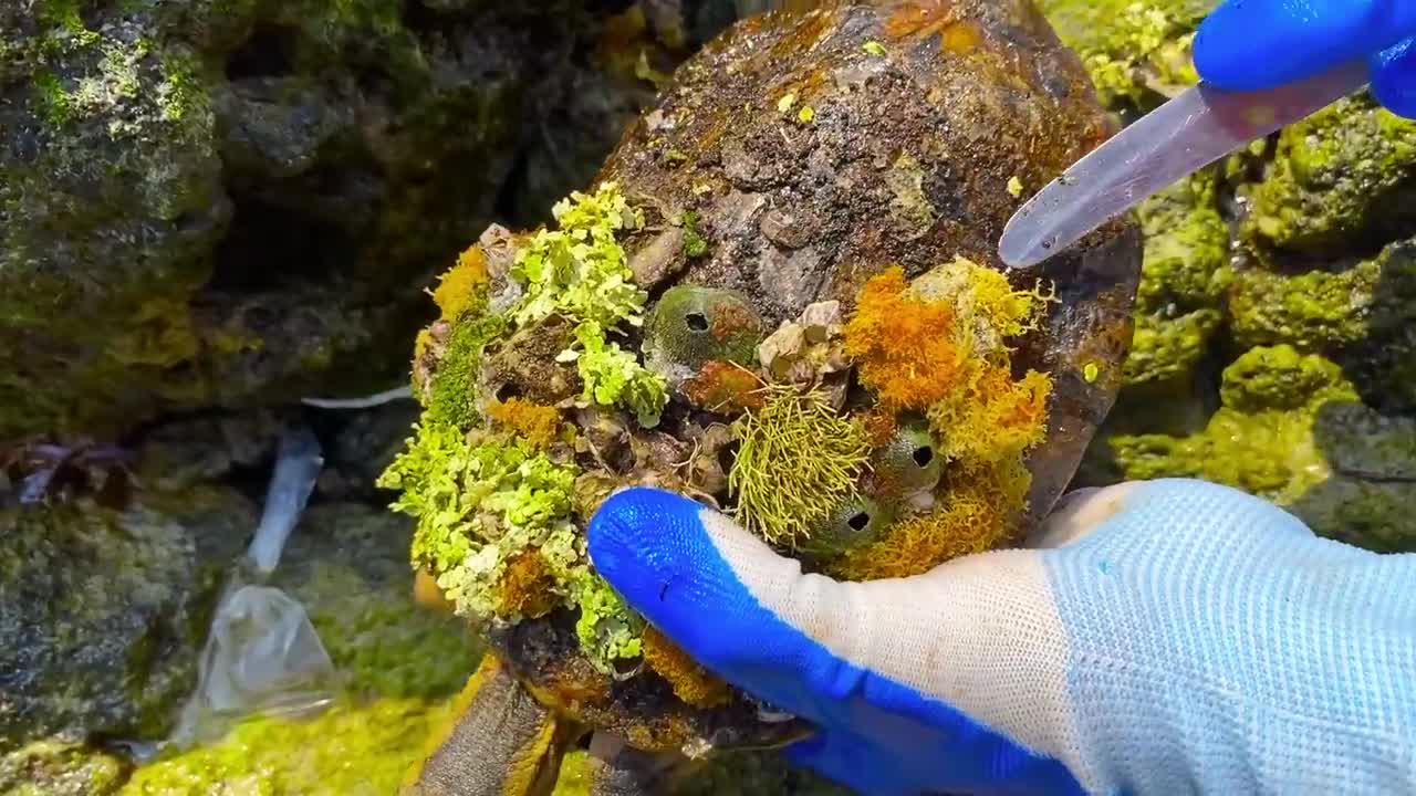 Cute sea turtle desperate searching for help becoz can't remove the parasite barnacles by herself