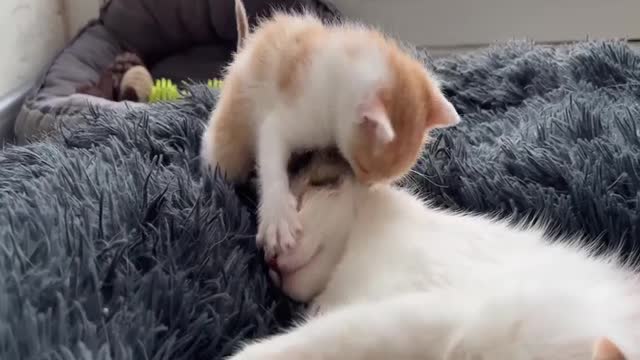 21Funny Animal Videos 😂 - Best Dogs And Cats Videos 😺😍 #13