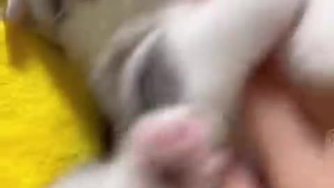 Very funny cat video