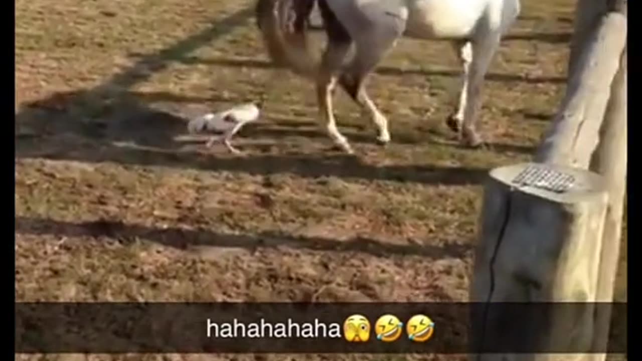 Chick fighting a horse