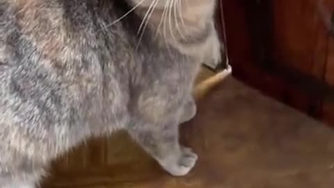 sounds that attract cats 📢