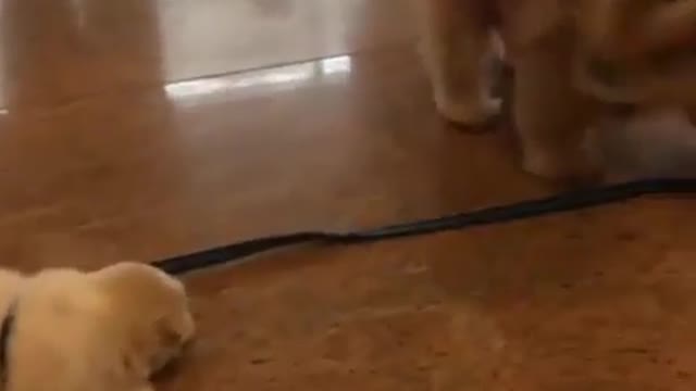 Cat and dog play