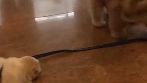 Cat and dog play