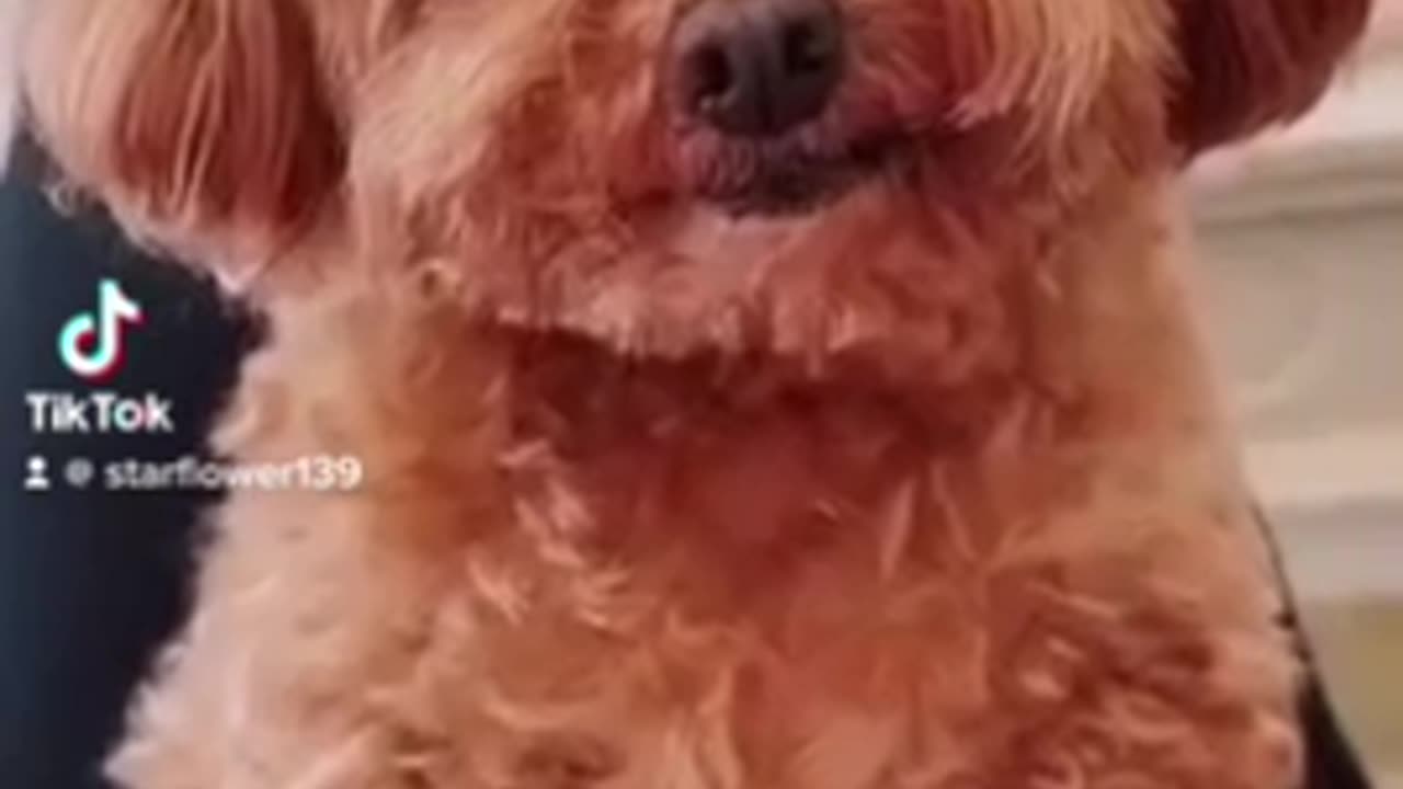 Cutedog