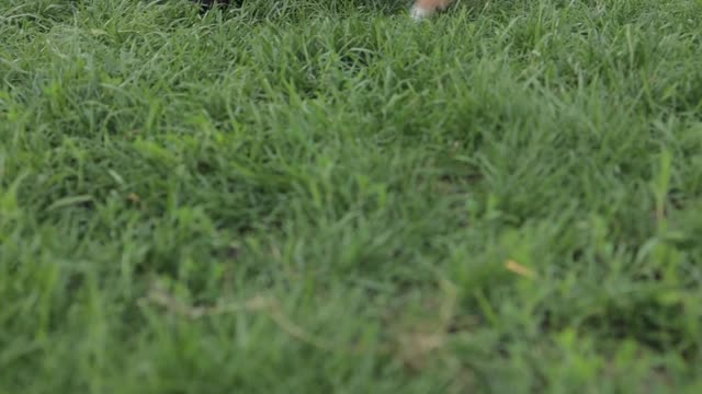 dog playing