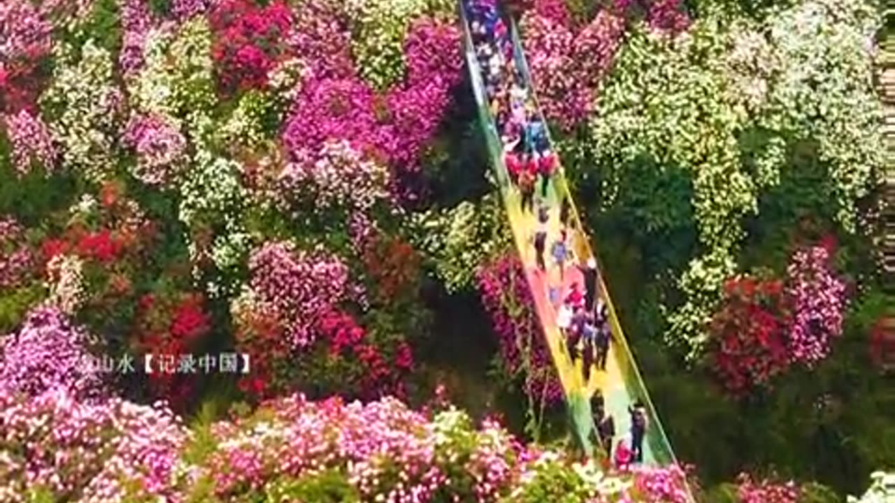 In the next few months, the largest azalea viewing flower sea is like this.