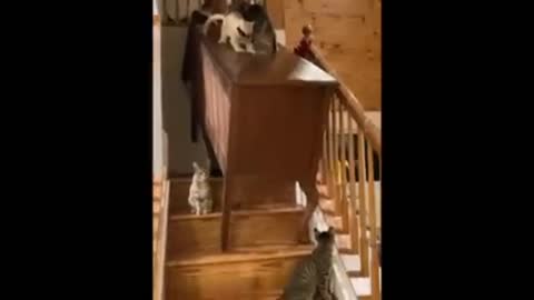 FUNNY CATS FALLING FROM THE TABLE KKKKK