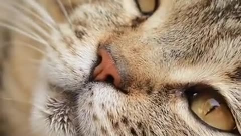 Ways To Make A Cat Like You😻😻😻😻😻