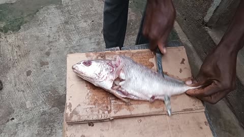 How to fillet a fish