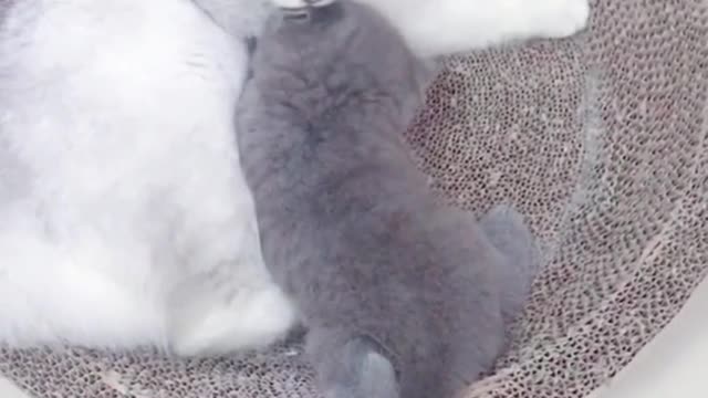 The cat mother licked the wrong baby, and she didn't even know it