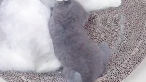 The cat mother licked the wrong baby, and she didn't even know it