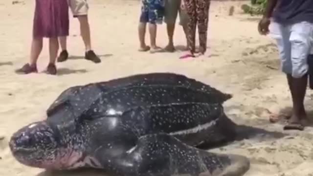 Giant turtle walks in the sea