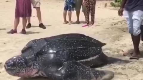 Giant turtle walks in the sea