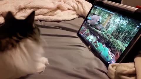 My cat is watching video