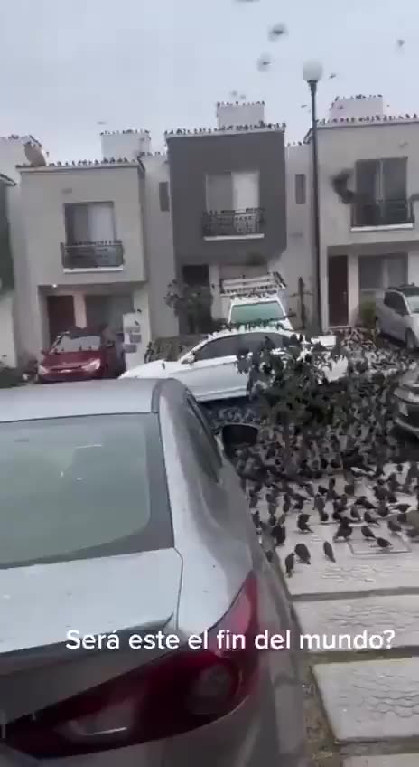 What Is Going On? Mexico, birds have started to congregate in the streets