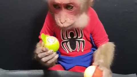 Funny monkey- animals