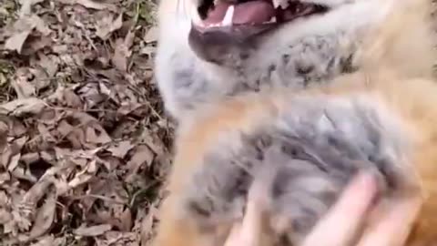 Fox Laughing