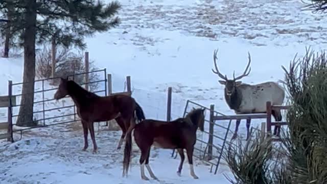 Elk and Horses Meet at Fence