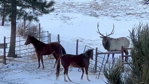 Elk and Horses Meet at Fence