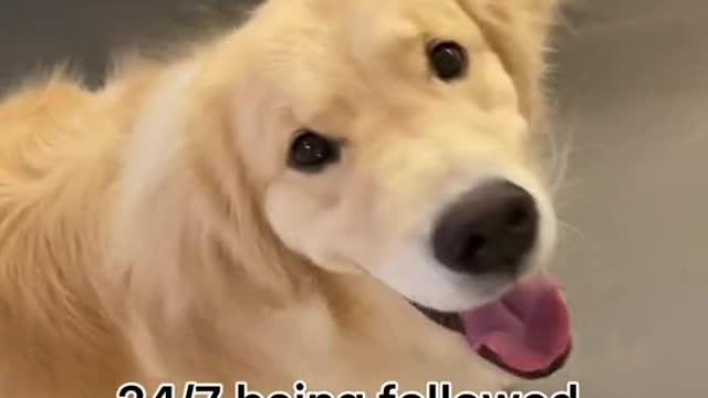 That’s exactly why they are the best dogs.