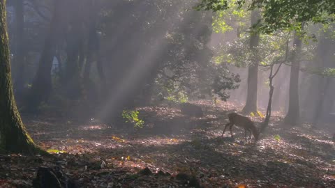 the quiet forest