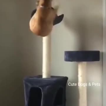 🐱 Cute cats 🐱 Funny cats | The most crazy and funniest cats #shorts #cats